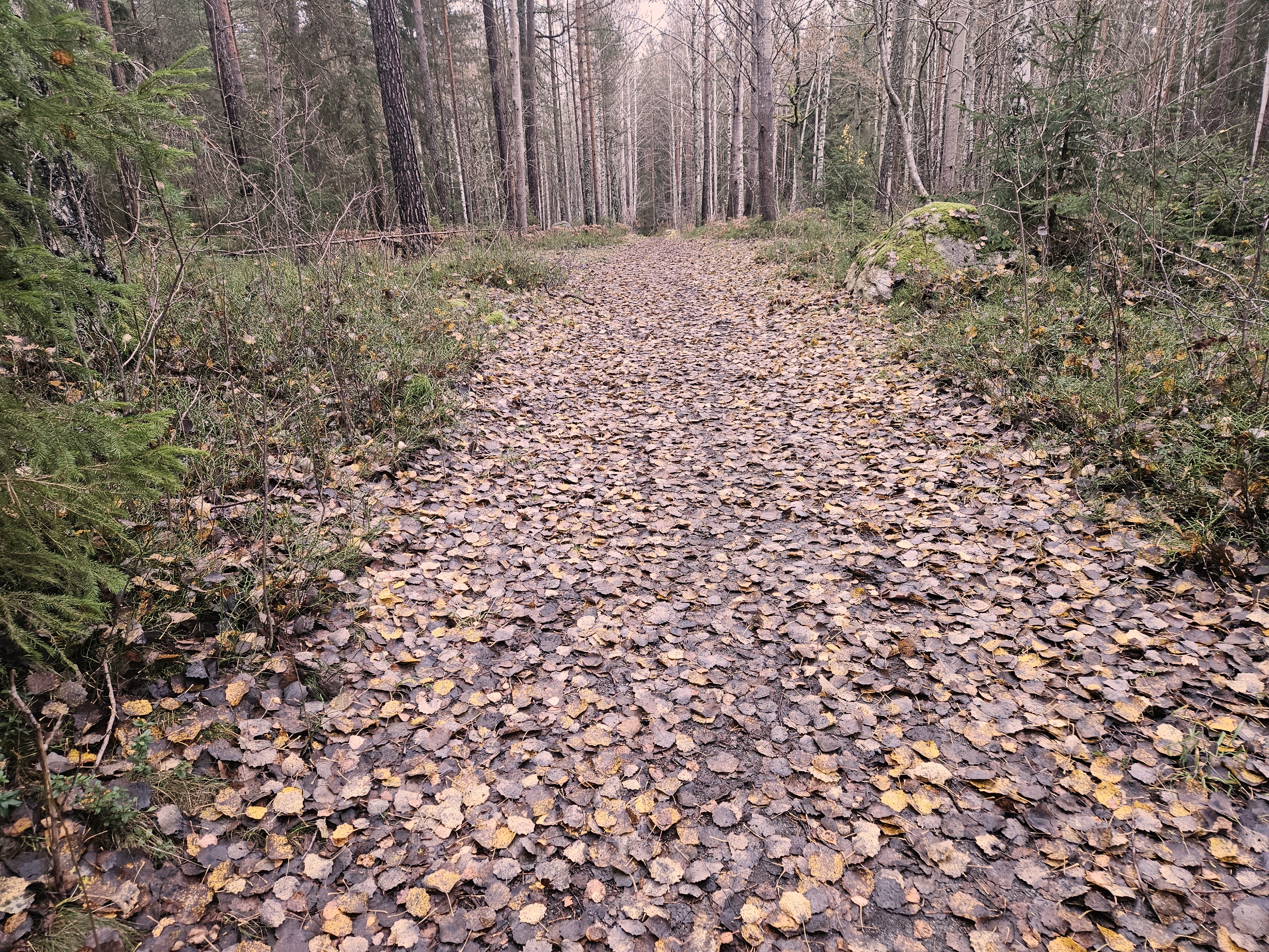 I skogen vid Fågelöudde: Höstlöven har fallit. 1 november 2025.