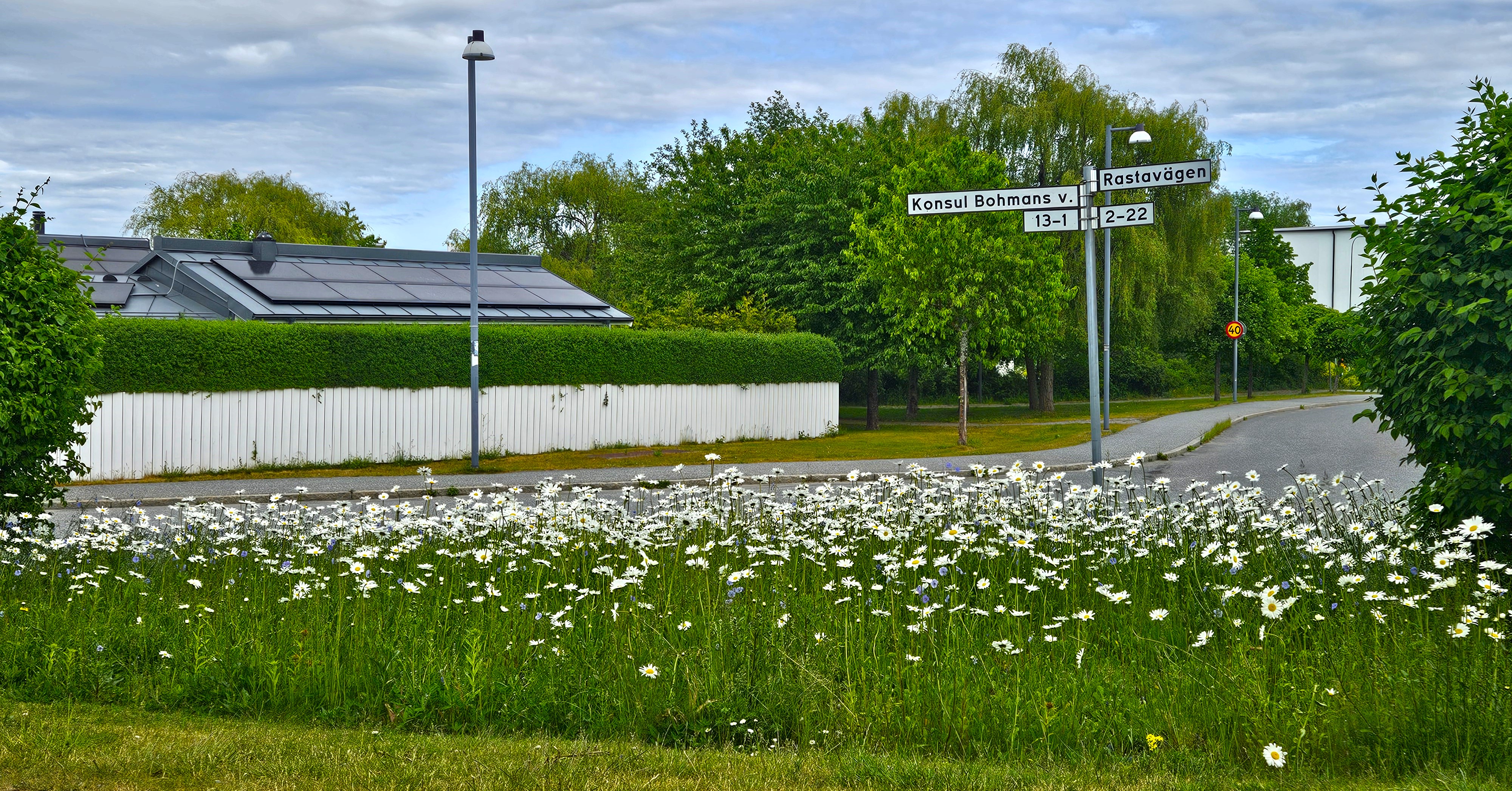 I hörnet av Konsul Bohmans väg och Rastavägen växer prästkragarna för fullt. 9 juni 2025